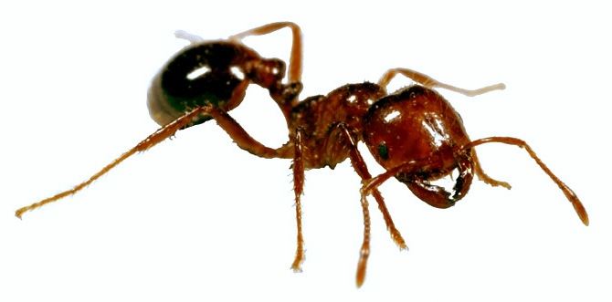 FIRE ANT
